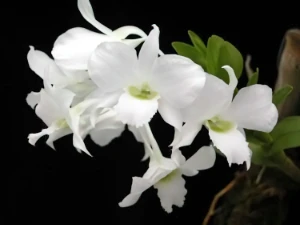 Bild von Dendrobium dearei 3